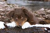 BERGER AUSTRALIEN PUPPIES 580